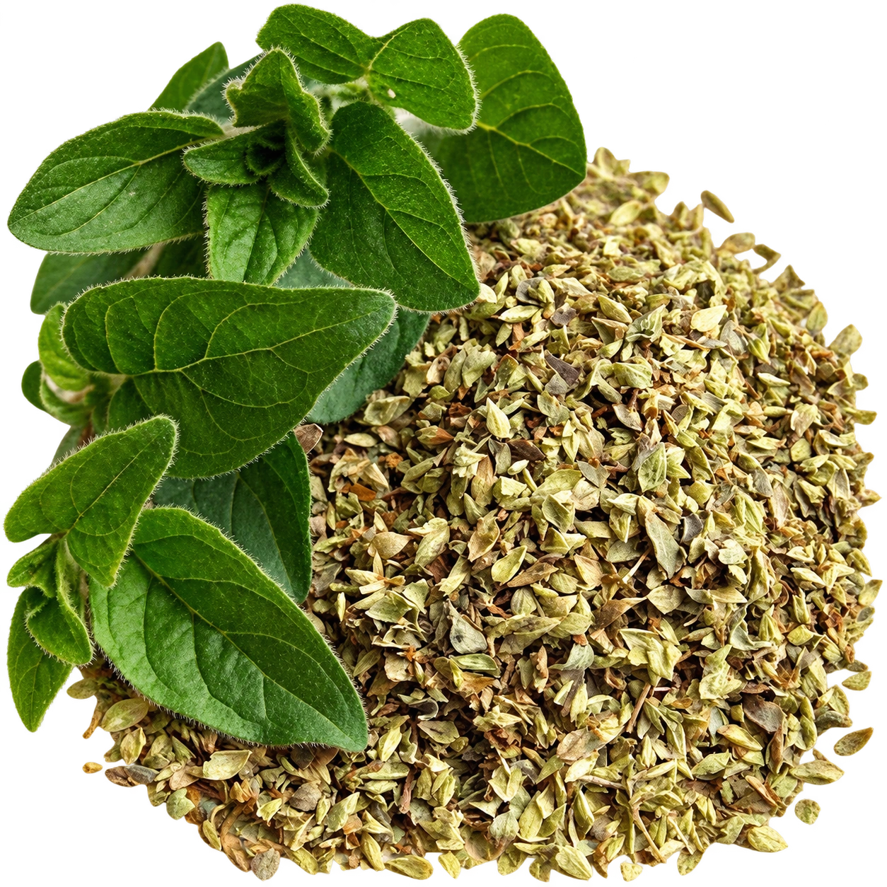 Origano